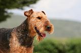 AIREDALE TERRIER 295